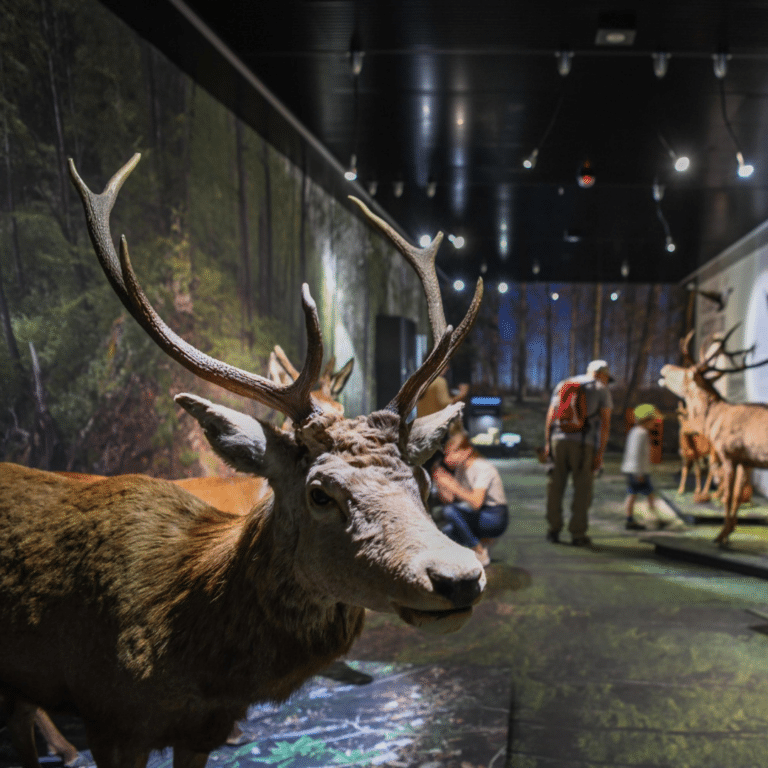 Musée de la nature du Valais © Musée cantonaux du Valais. Paul Cardi Lumière.ch