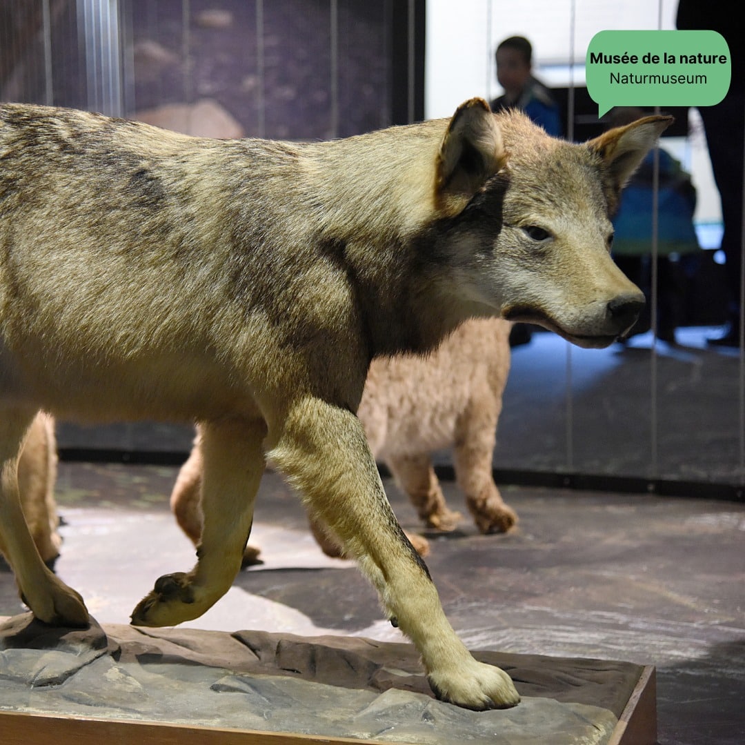 👉 Aujourd'hui : le loup d'Eischoll En 1946, les rapports de petit bétail tué se sont multipliés en Valais, attirant l'attention nationale et internationale. L'identification du coupable était difficile, les grands prédateurs comme l’ours, le lynx, le loup et le gypaète barbu étant considérés comme éteints depuis plusieurs décennies. Les journaux parlaient souvent d'un "monstre". Un dompteur consulté convainquit d'abord la police qu'il s'agissait d'une famille de panthères, orientant l'enquête dans cette direction. La population envoya de nombreuses lettres avec diverses hypothèses, allant d'animaux comme le lynx, l'ours, le loup ou le chien, à des théories comprenant des pumas, tigres, hiboux, serpents ou rapaces géants. Après des mois de recherches infructueuses, un loup fut abattu en novembre 1947 à Eischoll, auquel on attribua environ 234 animaux tués. 👉 Ce loup, qui causa tant d'émoi, est aujourd'hui visible au Musée de la nature du Valais • Im Jahr 1946 häuften sich im Wallis Meldungen über getötete Nutztiere, was nationale und internationale Aufmerksamkeit erregte. Da Großraubtiere wie Bär, Luchs, Wolf und Bartgeier seit Jahrzehnten als ausgerottet galten, war die Identifizierung des Täters schwierig. Zeitungen berichteten oft vom "Monster". Ein hinzugezogener Dompteur überzeugte die Polizei zunächst, es handle sich um eine Pantherfamilie, was die Ermittlung und Massnahmen in diese Richtung lenkte. Die Bevölkerung sandte zahlreiche Briefe mit vielfältigen Vermutungen: Von Tieren wie Luchs, Bär, Wolf oder Hund bis hin zu Theorien über Pumas, Tiger, Uhus, Schlangen oder Riesengreifvögel. Nach monatelanger erfolgloser Suche wurde im November 1947 ein Wolf in Eischoll erlegt, dem 234 gerissene Nutztiere zugeschrieben wurden. 👉 Dieser Wolf, der so viel Aufregung verursachte, ist heute im Naturmuseum in Sitten zu sehen. 📷 Loup d'Eischoll au Musée de la nature du Valais, loup d'Eischoll préparé et crâne © Musées cantonaux du Valais. Photos : Nicolas Kramar, Heinz Preisig, carte des dégâts ©swisstopo, légendes Simona Ruffener #museesvalais #wallisermuseen #nature #Natur @visitsion @culturevalais @sciencevalais