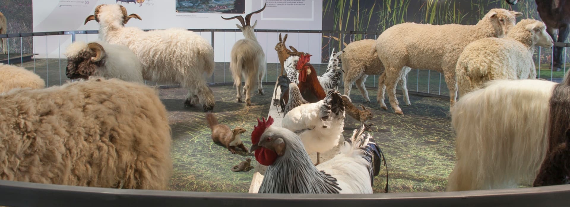 Musée de la nature du Valais © Musées cantonaux du Valais.