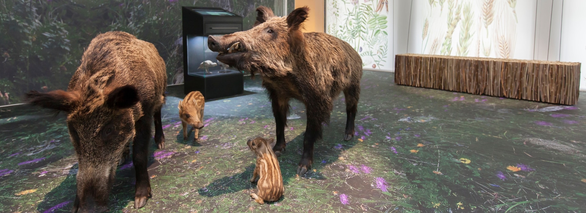 Musée de la nature du Valais © Musées cantonaux du Valais. Photo-genic.ch Denis Emery